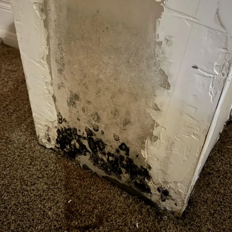 Professional Mold Removal in Evergreen, AL
